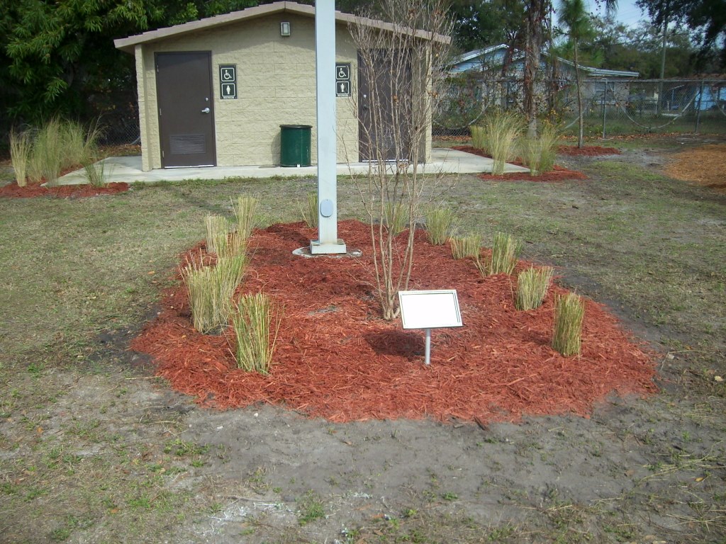 Centennial Crepe Myrtle_Jan 2011